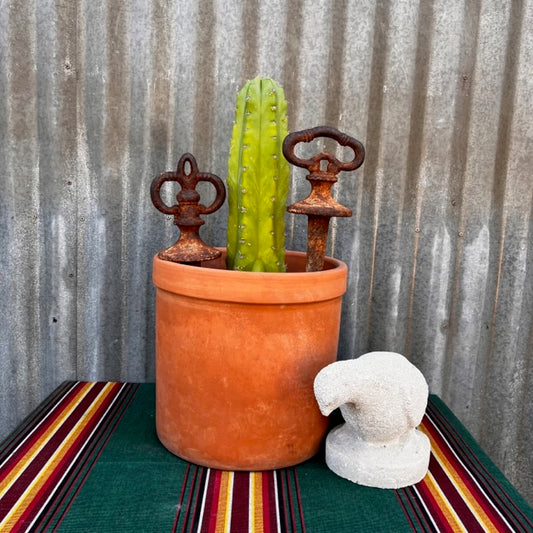 San Pedro Cactus in Contemporary Terracotta Pot